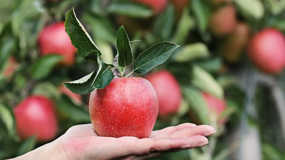 Manzanas