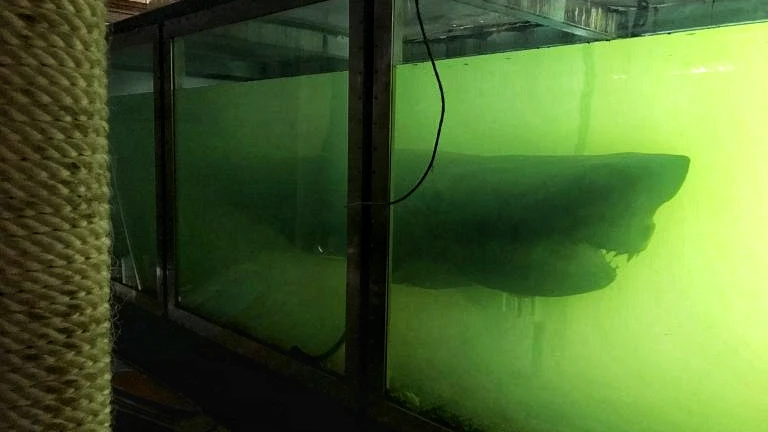 Tiburón abandonado