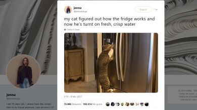 10 fotos de gatos sacadas en el momento más inportuno