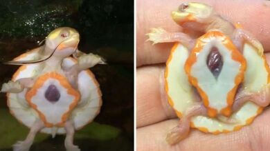 VÍDEO: Nace una tortuga albina con el corazón latiendo fuera del pecho