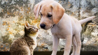 ¿Eres una persona de perros o de gatos?