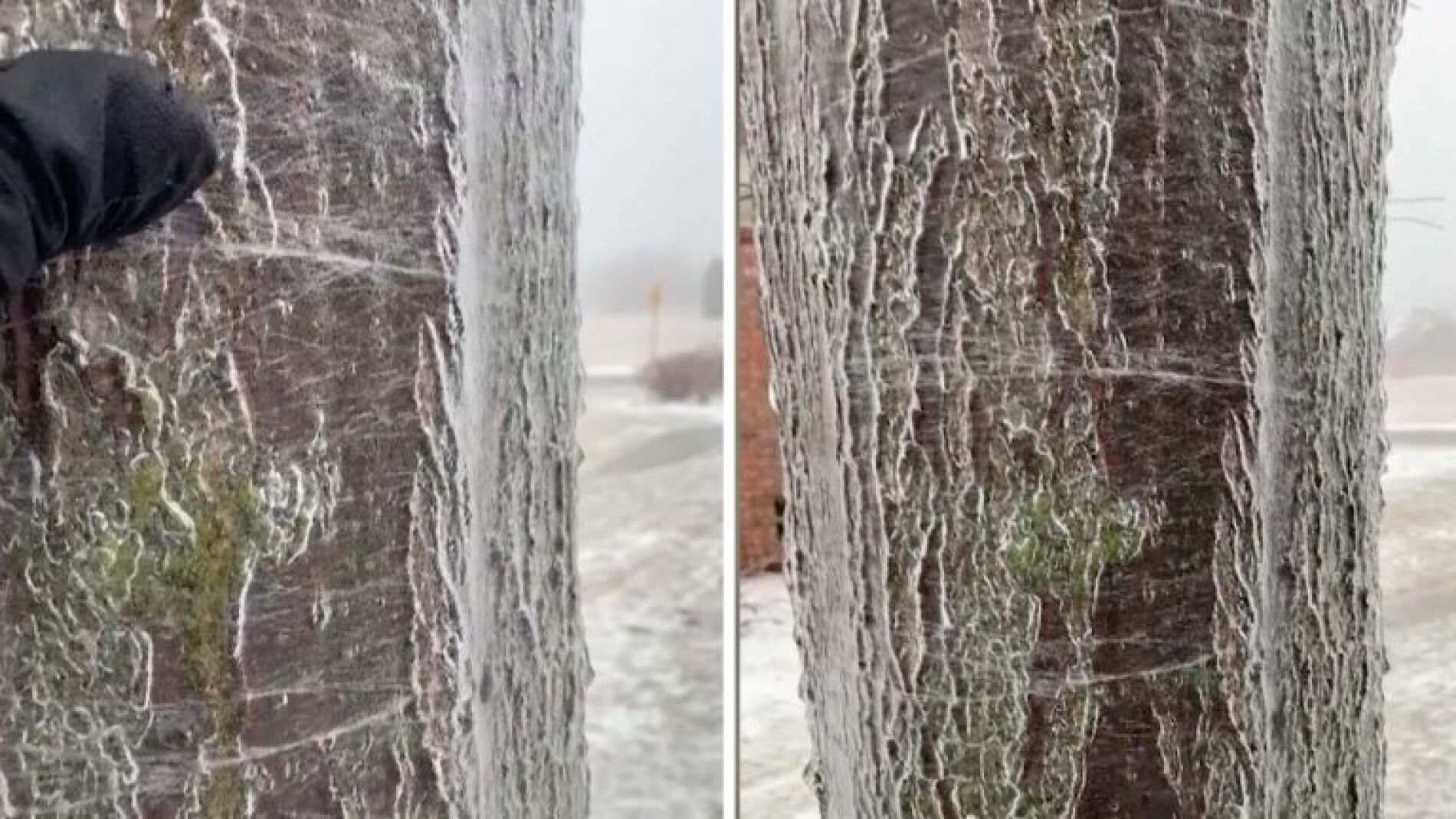 Agua corriendo dentro de un &aacute;rbol