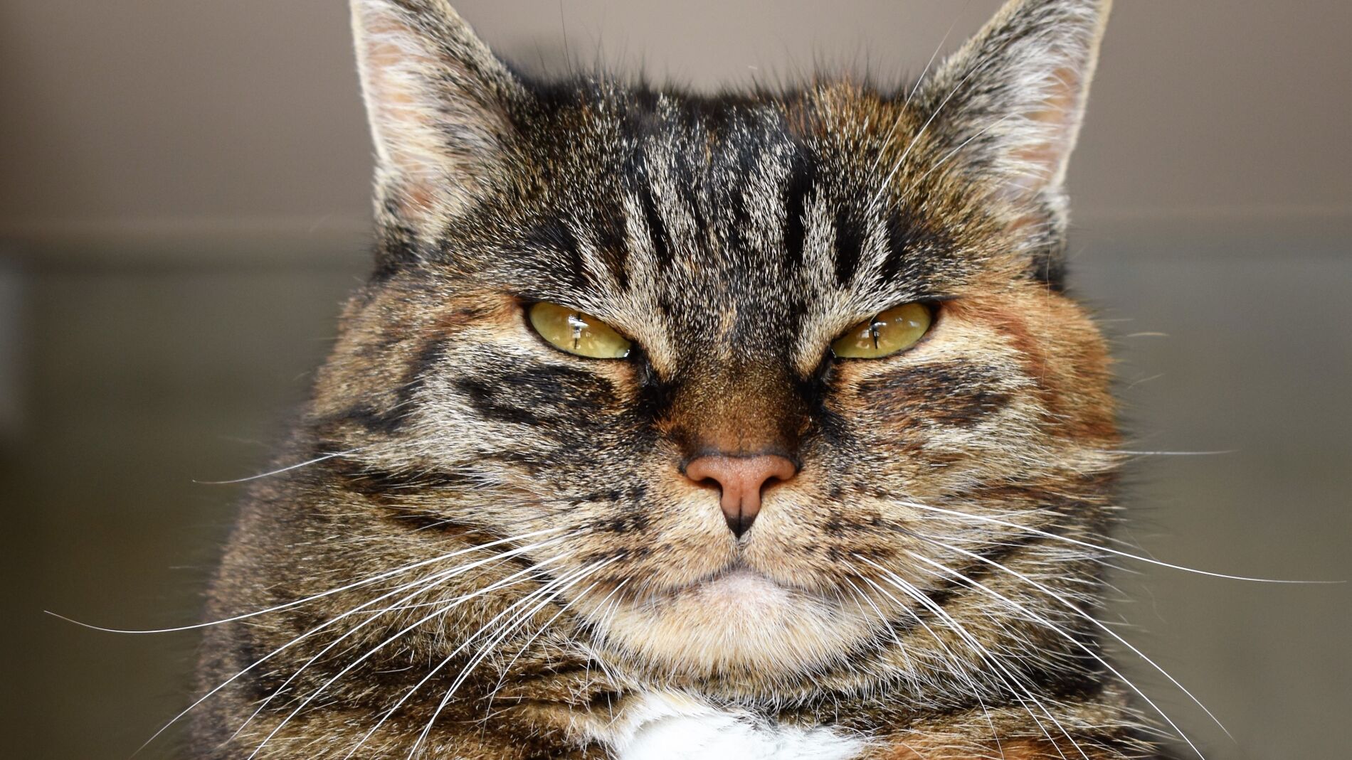 gato