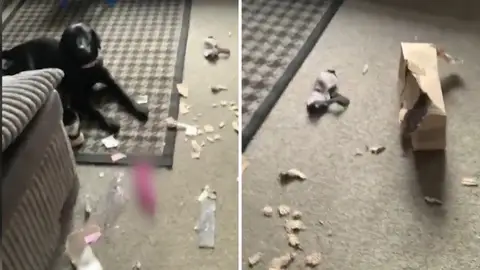 Perro roba juguete sexual Perro roba juguete sexual