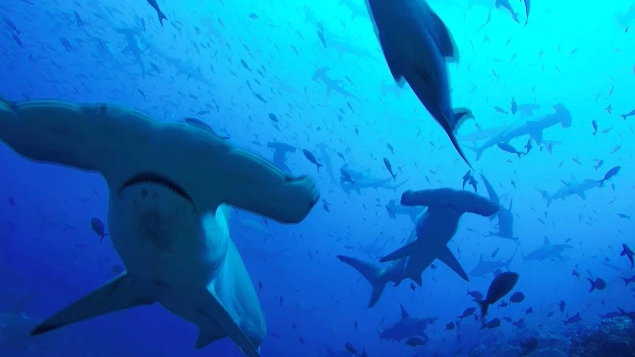 Tiburones martillo Tiburones martillo
