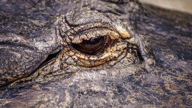 Encuentran un caimán gigante de más de 300 kilos en Estados Unidos: 