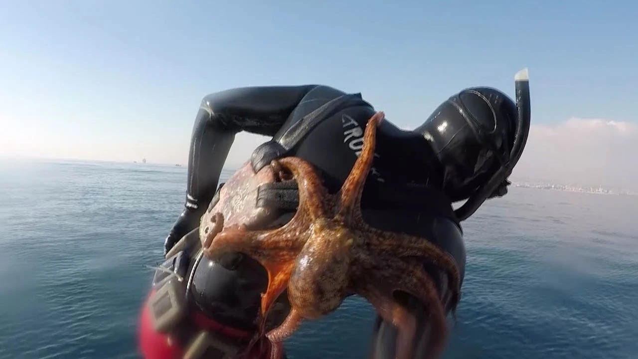 Pulpo