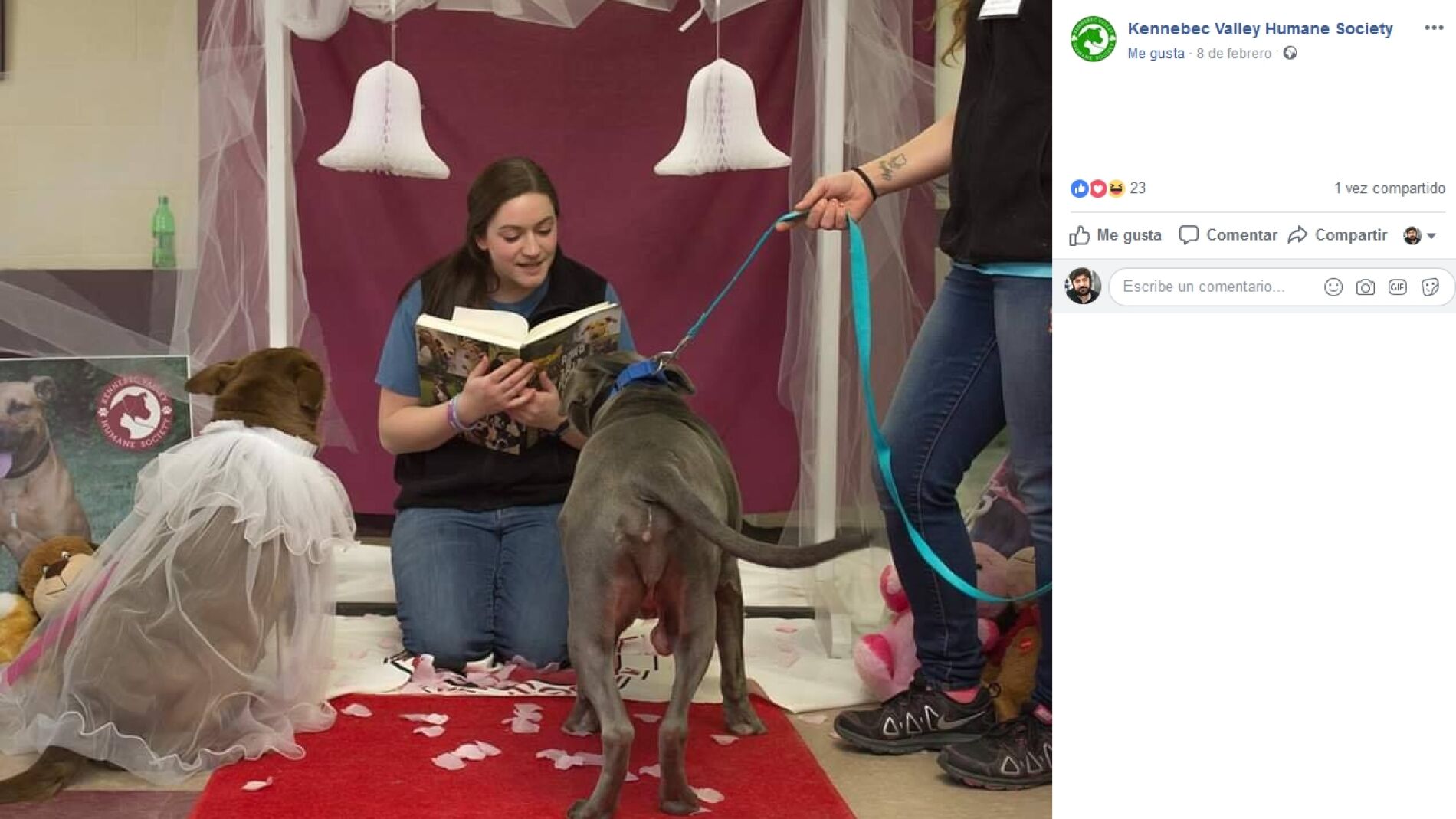 Boda entre dos perros