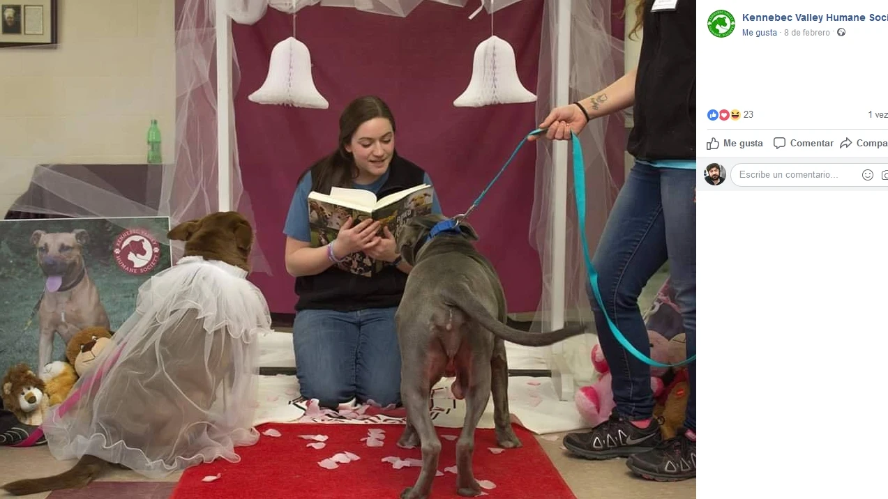 Boda entre dos perros