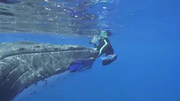 Ballena protege tiburón