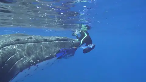 Ballena protege tiburón Ballena protege tiburón