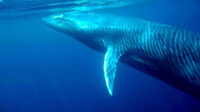 VÍDEO: Una ballena se traga a un buceador y sobrevive milagrosamente