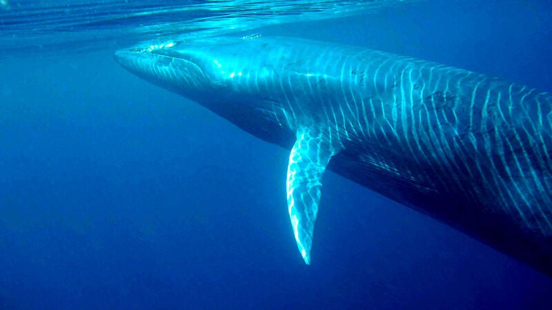 Encuentran el raro esqueleto de una ballena de hace 5.000 años perfectamente conservado