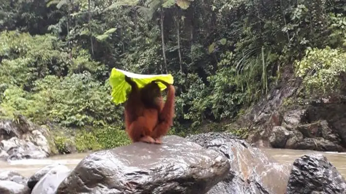 Orangután bajo la lluvia