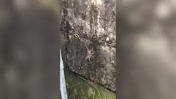 Ataque de arañas