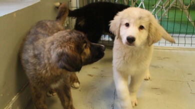 Ven a tomar un café y adopta un perro