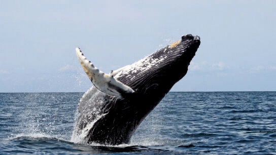 La ballena jorobada es el animal acusticamente mas complejo