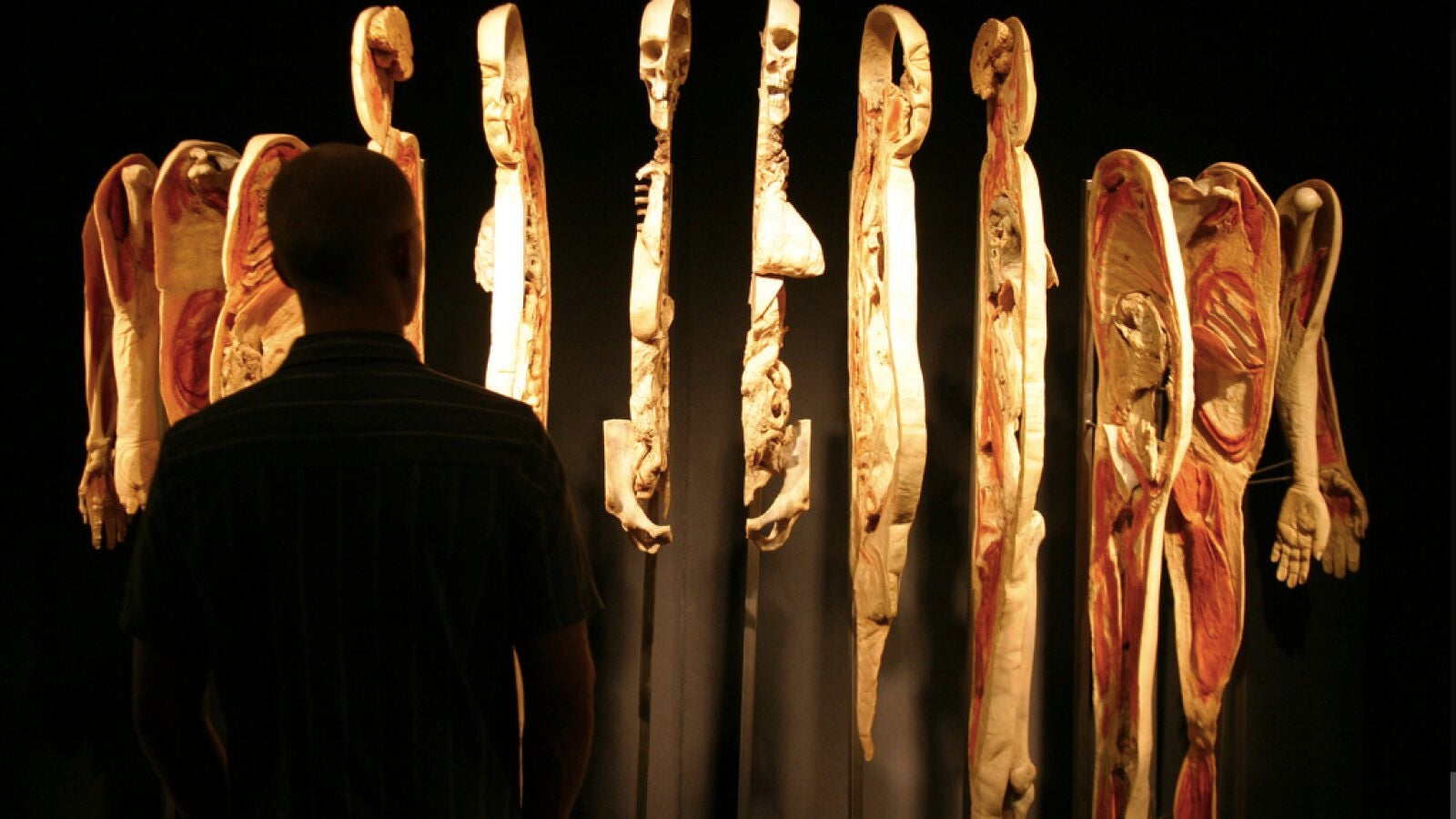 Cuando mueras, si quieres que expongan tu cuerpo, el Menschen Museum es tu sitio