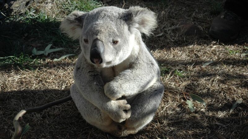 Un koala que fue encontrado con tres patas vuelve a trepar gracias a una protesis construida por un dentista