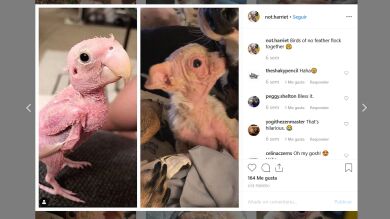 Un perro sin pelo que parecía un pájaro salva la vida y se recupera por completo