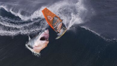 Un surfista australiano pisa un raro tiburón al bajarse de su tabla