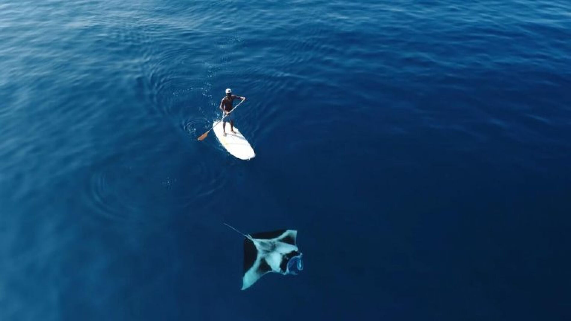 Surfero y manta raya