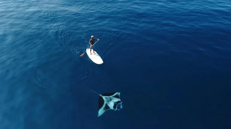 Surfero y manta raya Surfero y manta raya