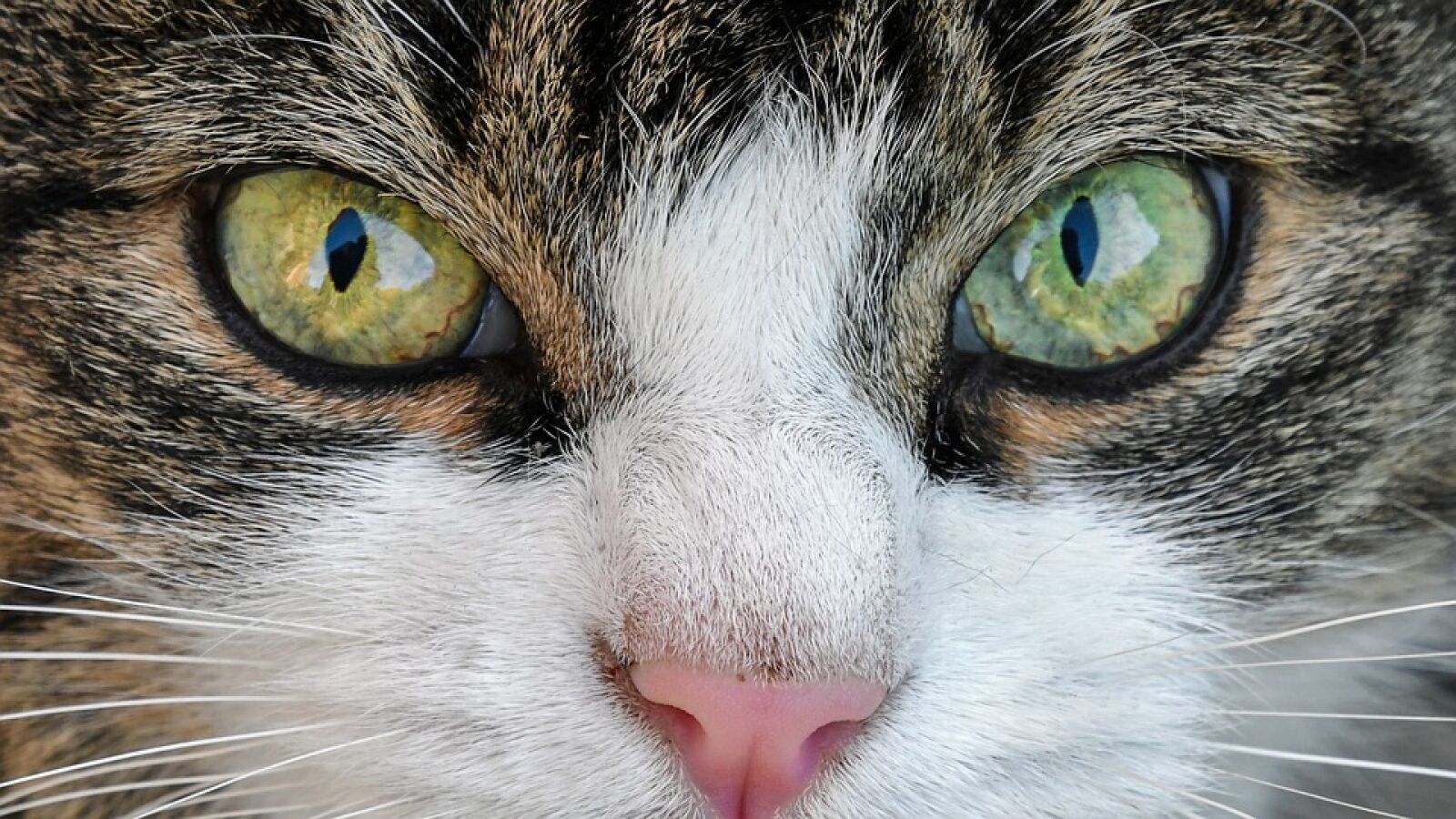 Así fue el 2016 en gatitos