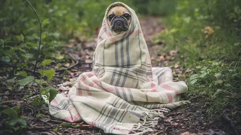 Perro Perro