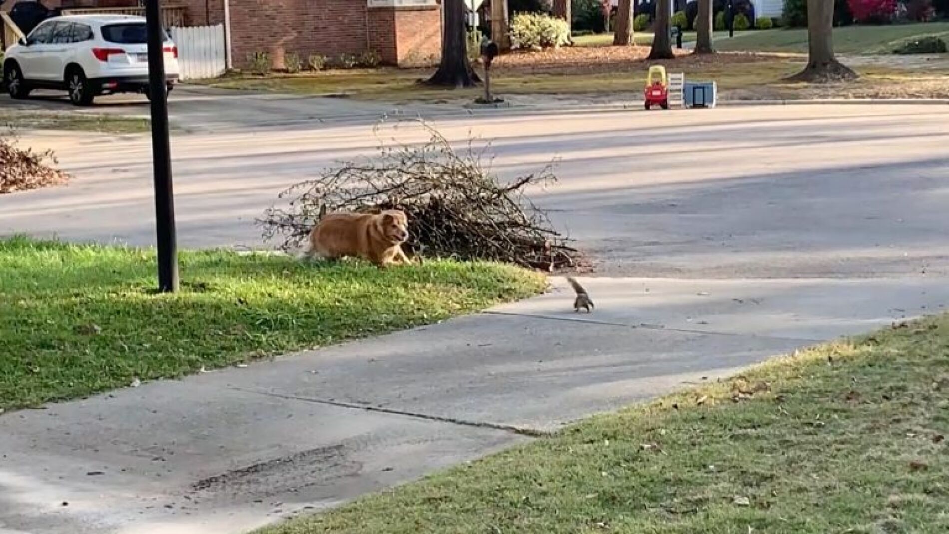 Perro persigue ardilla
