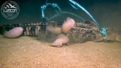 Esto es lo que pasa si dejas el cuerpo de un cocodrilo muerto en el fondo del mar