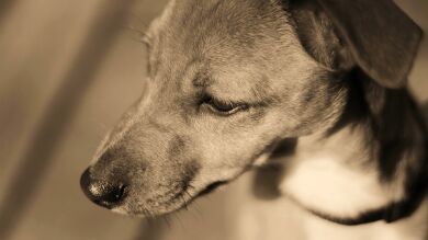 Un perro consigue pagar su quimioterapia vendiendo postres en México