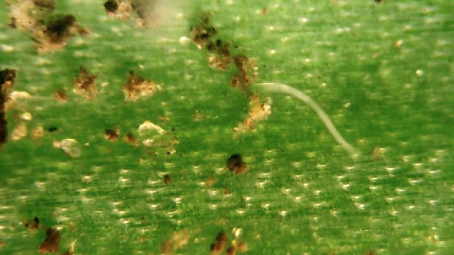 Insectos en la comida