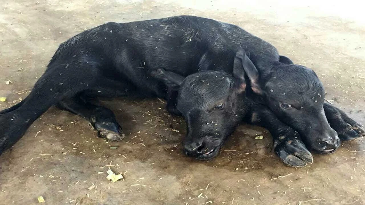Búfalo de dos cabezas