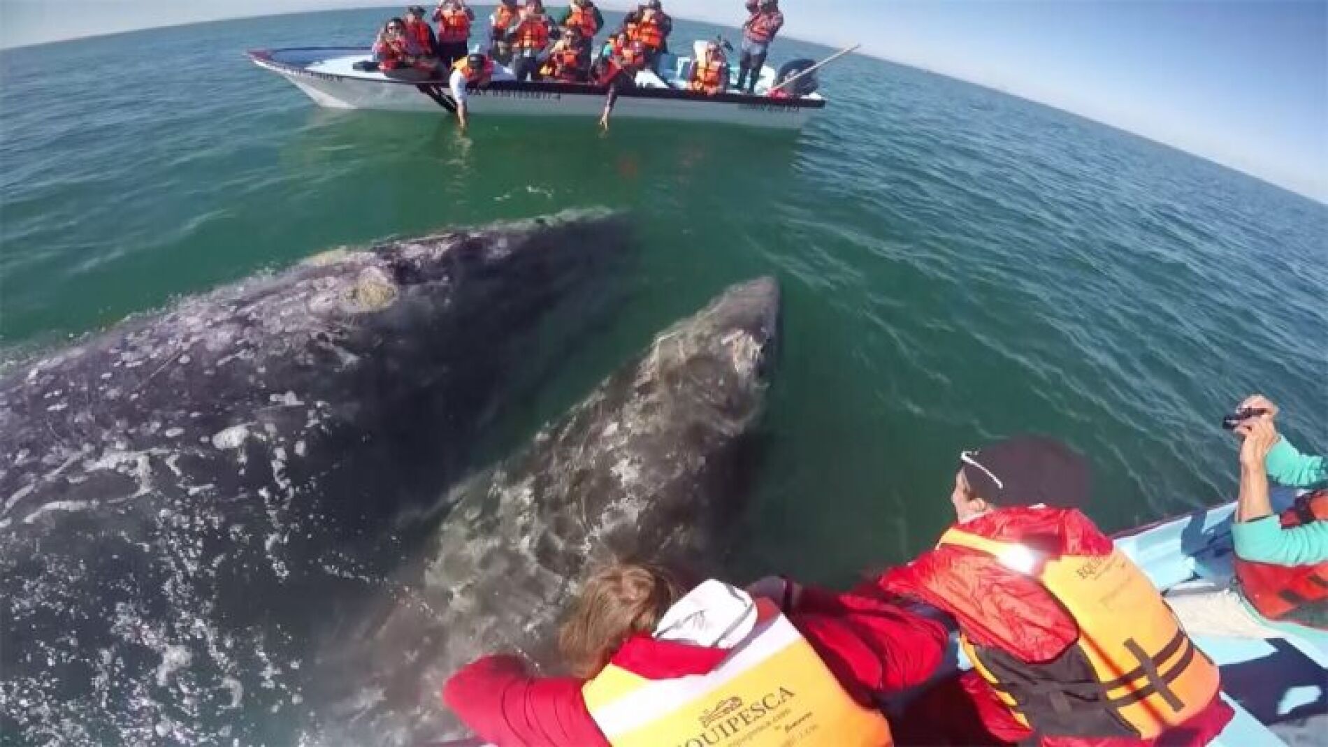 Ballena jugando con turistas