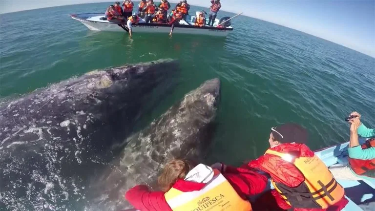 Ballena jugando con turistas