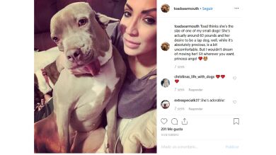 Adopta a un perro callejero que tiene dos bocas, una de ellas en la oreja