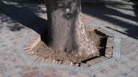 Alcorque Alcorque