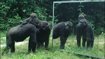 Animales mirándose en un espejo