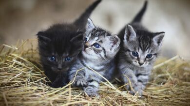 Australia planea matar a dos millones de gatos salvajes para 2020