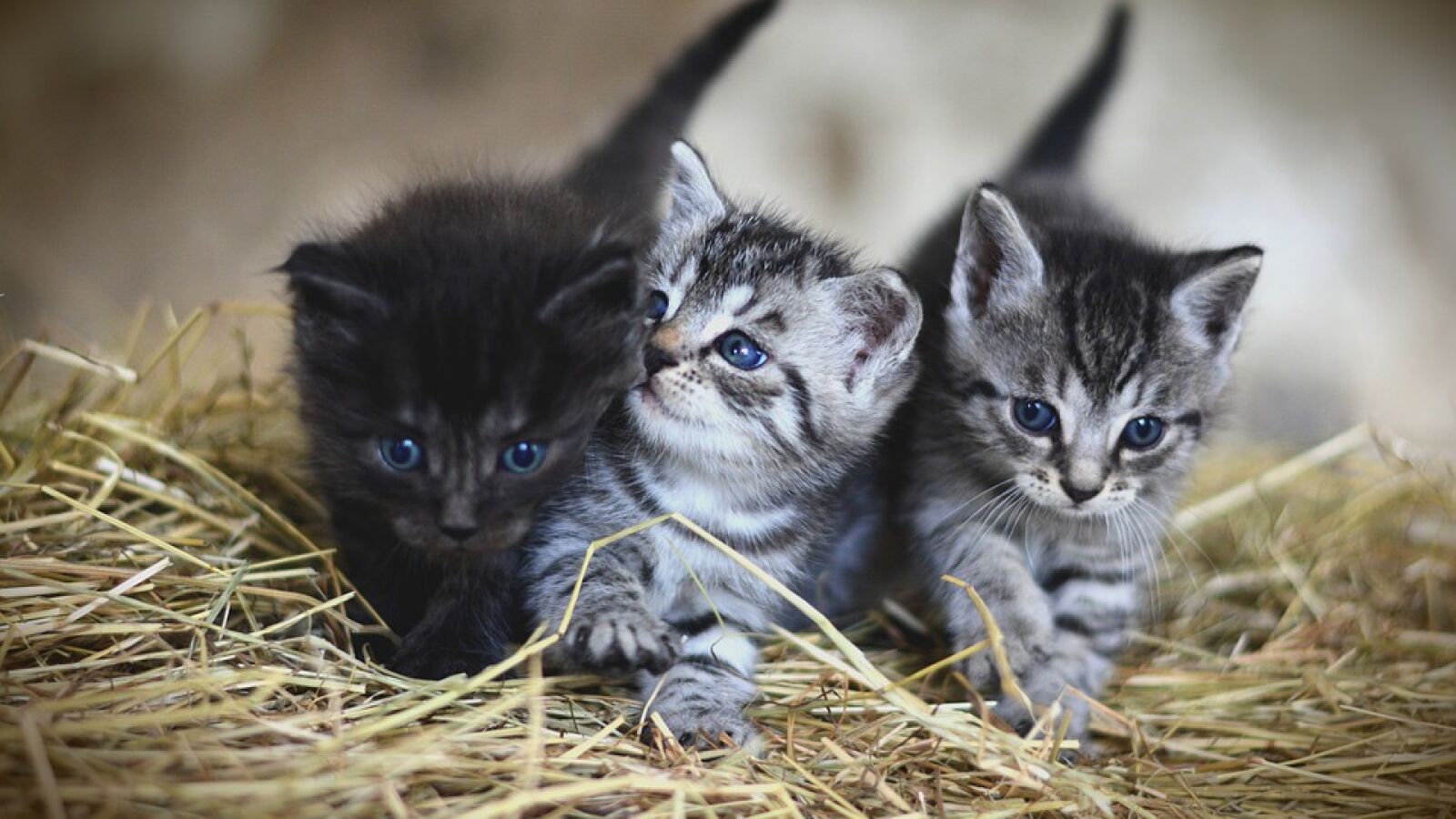 Australia planea matar a dos millones de gatos salvajes para 2020