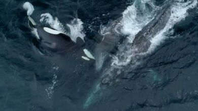 VÍDEO: Un manada de orcas asesinas ataca a dos ballenas