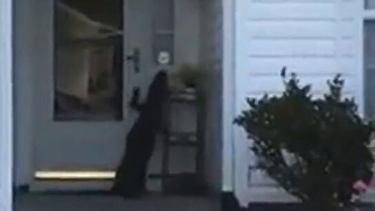 Las sorprendentes imágenes de un cocodrilo que intenta llamar al timbre de una casa en Carolina del Sur