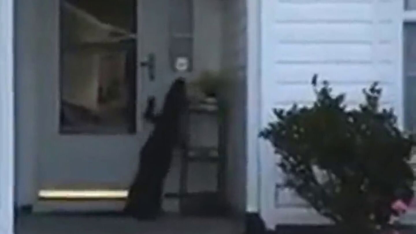 Las sorprendentes imágenes de un cocodrilo que intenta llamar al timbre de una casa en Carolina del Sur