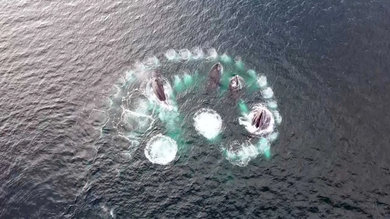 Ballenas