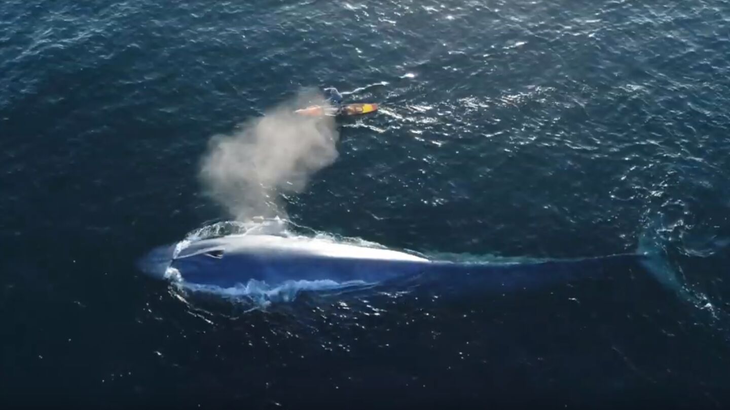 Surfea junto a una ballena