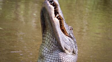 Una serpiente lucha por su vida entre los dientes de un caimán 