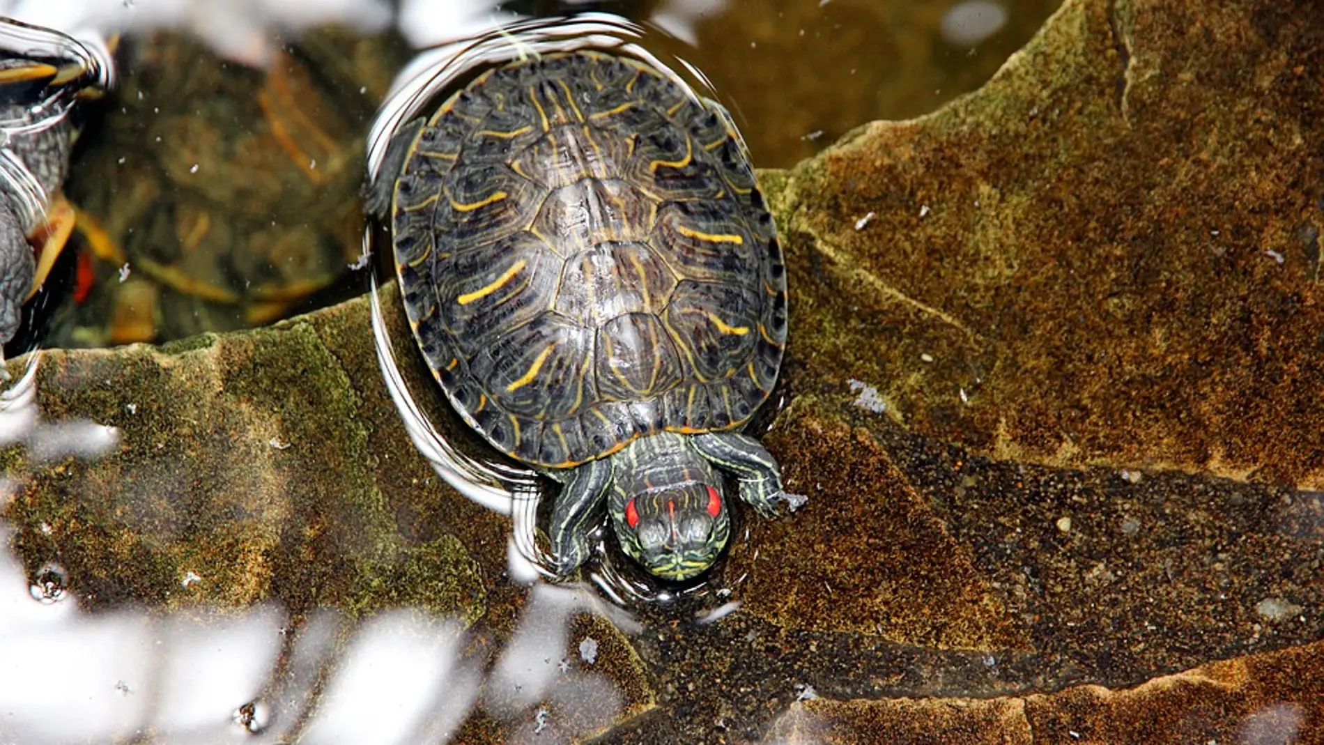 Tortuga de orejas rojas