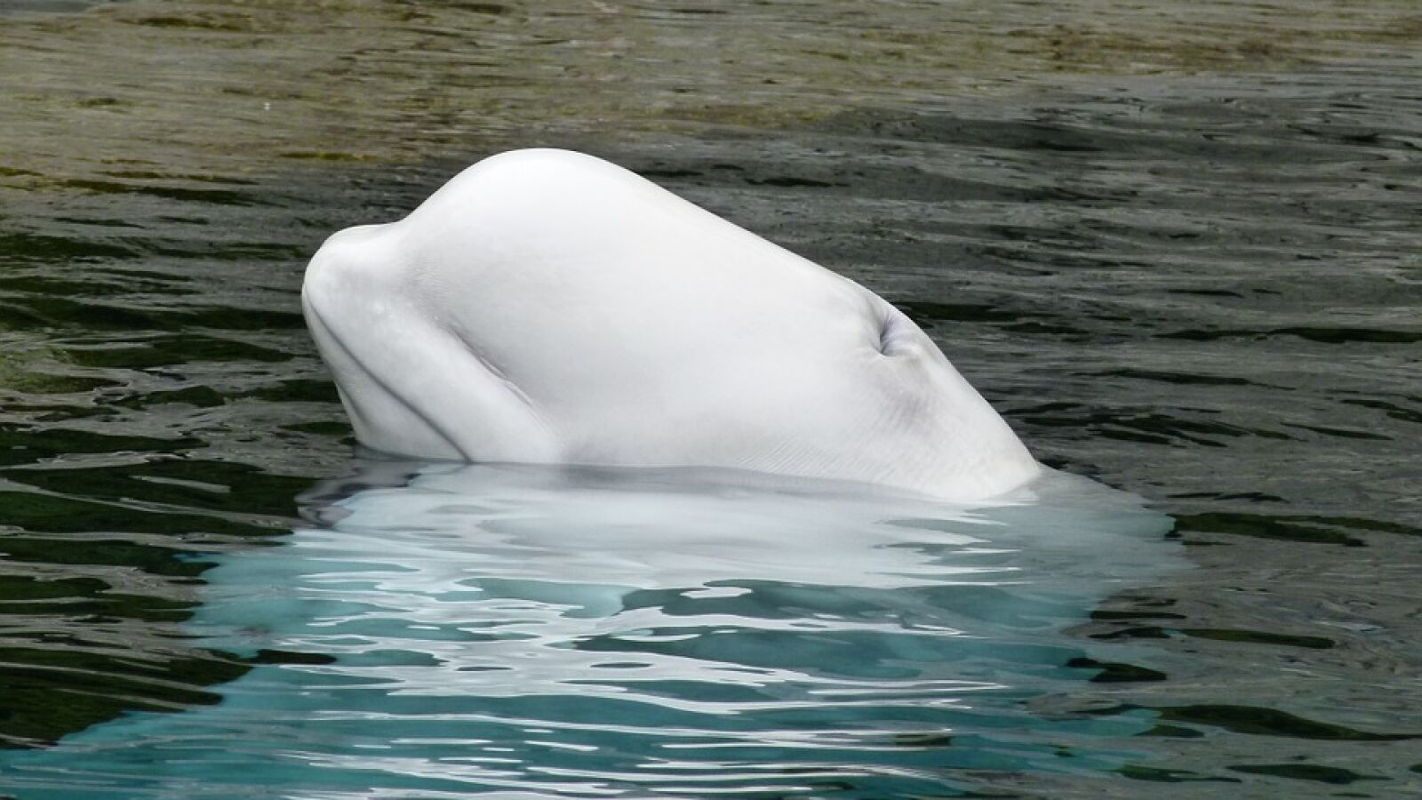 Una beluga devuelve a su dueña el teléfono que se le ha caído en el océano 