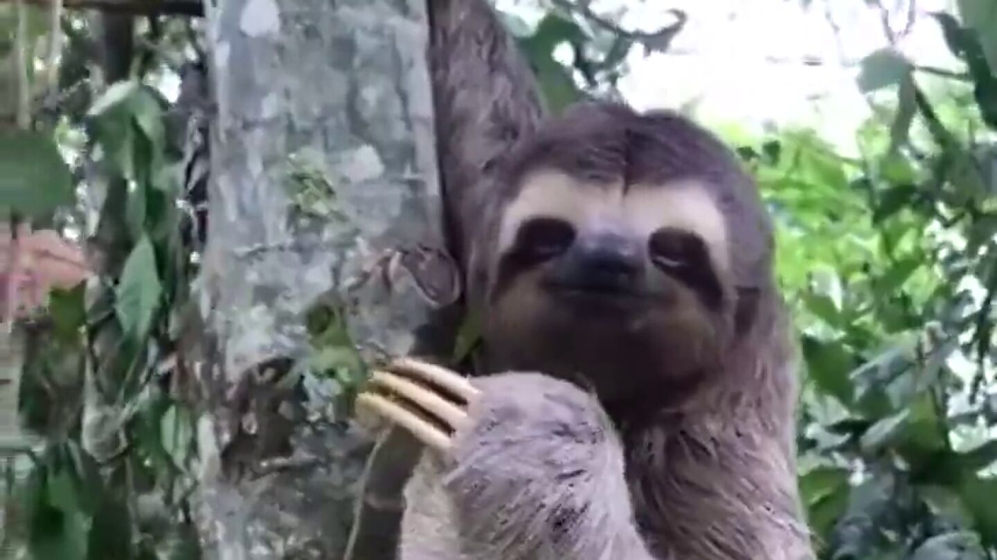 El tierno vídeo que muestra cómo un oso perezoso sonríe y saluda al hombre que le rescató de la carretera